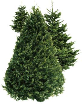 Cadet Christmas Tree Sale